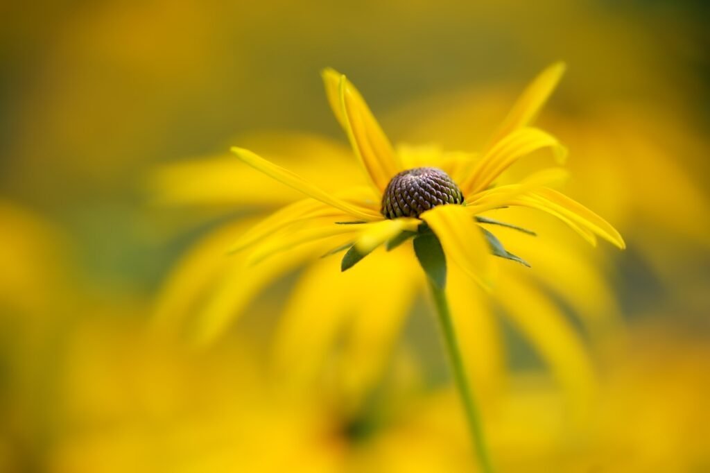 Jardinage et décortaion, Durabilité au Jardin : Pratiques Écologiques 