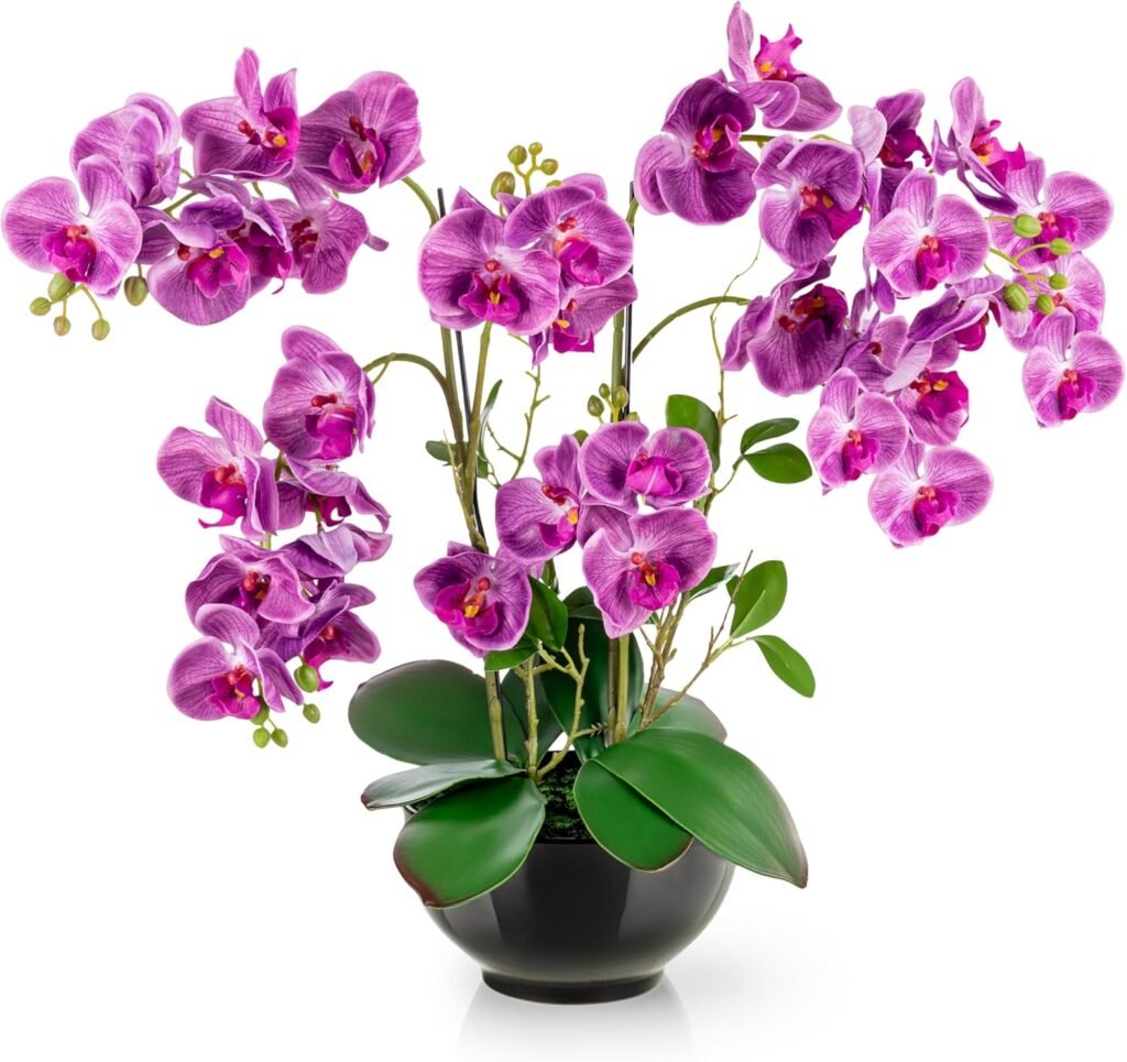 Conseils pour Entretenir Orchidées 