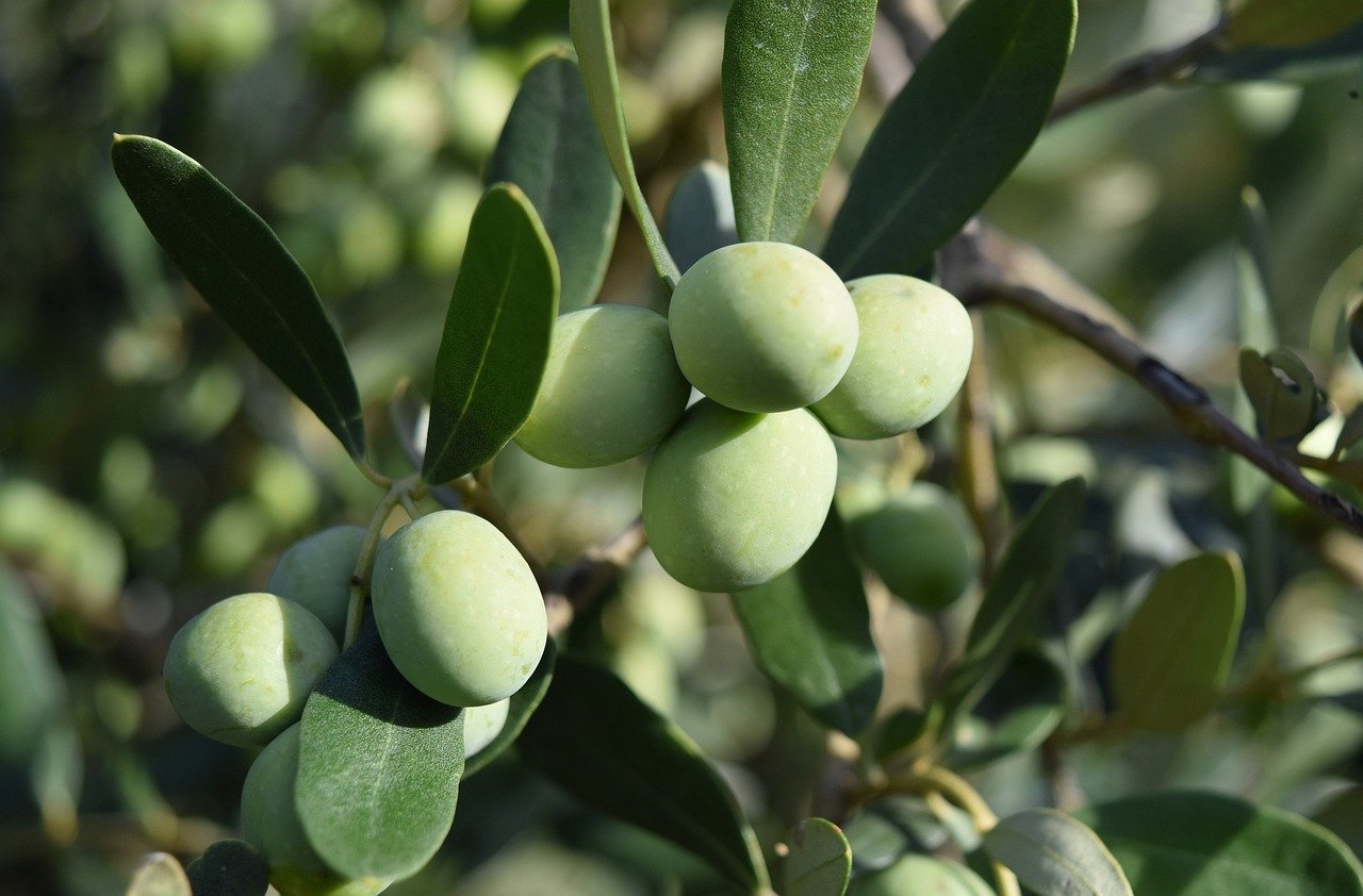 olivo, olive trees, olives